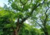 Monumentale Bomen Groenendaal