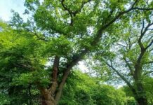 Monumentale Bomen Groenendaal