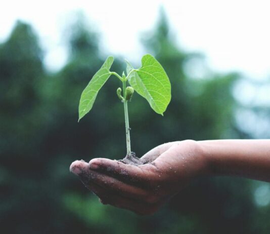 Haarlemmers zetten zich in als Klimaatburgemeester in gemeente Haarlem Photo by Akil Mazumder on Pexels