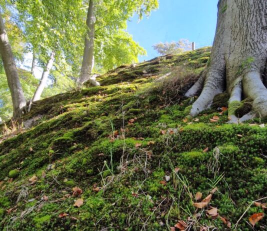 Mossenexcursie op Elswout