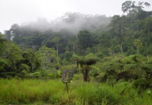 Fototentoonstelling “Regenwoud – Samen in harmonie met de natuur” Regenwoud Ecuador. Fotografie: Martine Smit Photography.
