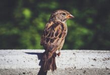 PvdD Haarlem komt in actie voor vogels: gratis boom- en struikstekjes Photo by Susanne Jutzeler, suju-foto on Pexels