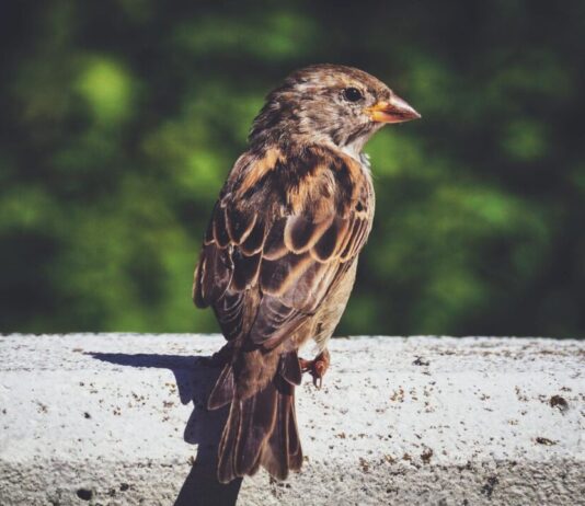 PvdD Haarlem komt in actie voor vogels: gratis boom- en struikstekjes Photo by Susanne Jutzeler, suju-foto on Pexels