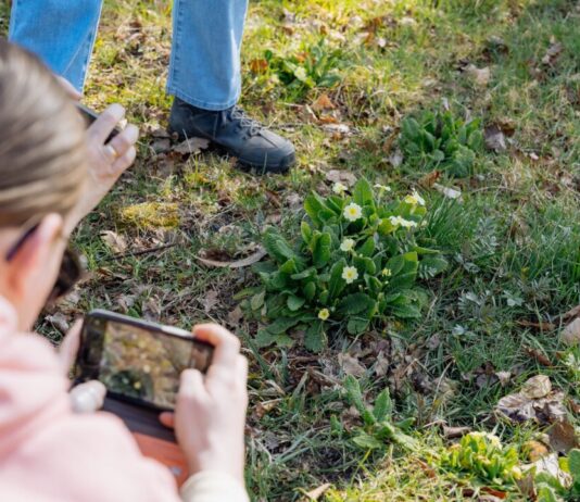 Voorjaarsbloemen in het Bennebroekbos