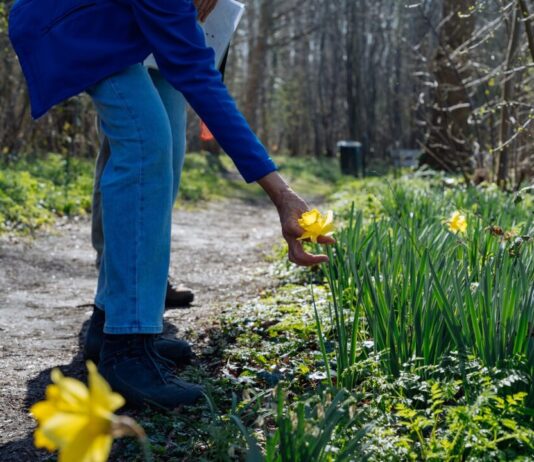 Stinzenplanten op Buitenplaats Leyduin