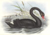 Op zoek naar de absolute waarheid? Ontdek de wondere wereld van de wetenschap in Teylers Museum Zwarte zwaan, uit: John Gould, The Birds of Australia, deel 7 (1848). Collectie Teylers Museum