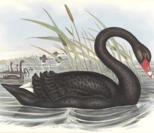 Op zoek naar de absolute waarheid? Ontdek de wondere wereld van de wetenschap in Teylers Museum Zwarte zwaan, uit: John Gould, The Birds of Australia, deel 7 (1848). Collectie Teylers Museum