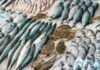 Mosselalarm in Haarlem: Fishbar Monk zet AI-journaal in om het seizoen af te trappen Photo by Atlantic Ambience on Pexels