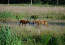 Vroeg uit de veren: speuren naar reeën op Buitenplaats Leyduin Ree. Fotografie: Leen Gottschal.