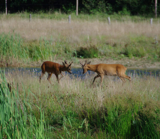 Vroeg uit de veren: speuren naar reeën op Buitenplaats Leyduin Ree. Fotografie: Leen Gottschal.