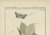 Ontdek de metamorfose van kunst tijdens ledenexpositie Veranderdrang in De Vishal Beeld: prent uit: Beschouwing der wonderen Gods, in de minstge-achte schepzelen, of Nederlandsche insecten, naar hunne (…) byzonderheden(…) beschreeven. Amsterdam, Jan Christiaan Sepp, 1762 – Rijkscollectie.