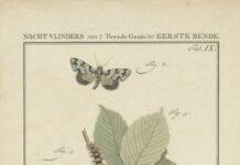 Ontdek de metamorfose van kunst tijdens ledenexpositie Veranderdrang in De Vishal Beeld: prent uit: Beschouwing der wonderen Gods, in de minstge-achte schepzelen, of Nederlandsche insecten, naar hunne (…) byzonderheden(…) beschreeven. Amsterdam, Jan Christiaan Sepp, 1762 – Rijkscollectie.