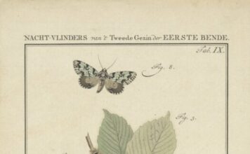 Ontdek de metamorfose van kunst tijdens ledenexpositie Veranderdrang in De Vishal Beeld: prent uit: Beschouwing der wonderen Gods, in de minstge-achte schepzelen, of Nederlandsche insecten, naar hunne (…) byzonderheden(…) beschreeven. Amsterdam, Jan Christiaan Sepp, 1762 – Rijkscollectie.