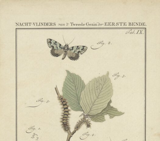 Ontdek de metamorfose van kunst tijdens ledenexpositie Veranderdrang in De Vishal Beeld: prent uit: Beschouwing der wonderen Gods, in de minstge-achte schepzelen, of Nederlandsche insecten, naar hunne (…) byzonderheden(…) beschreeven. Amsterdam, Jan Christiaan Sepp, 1762 – Rijkscollectie.