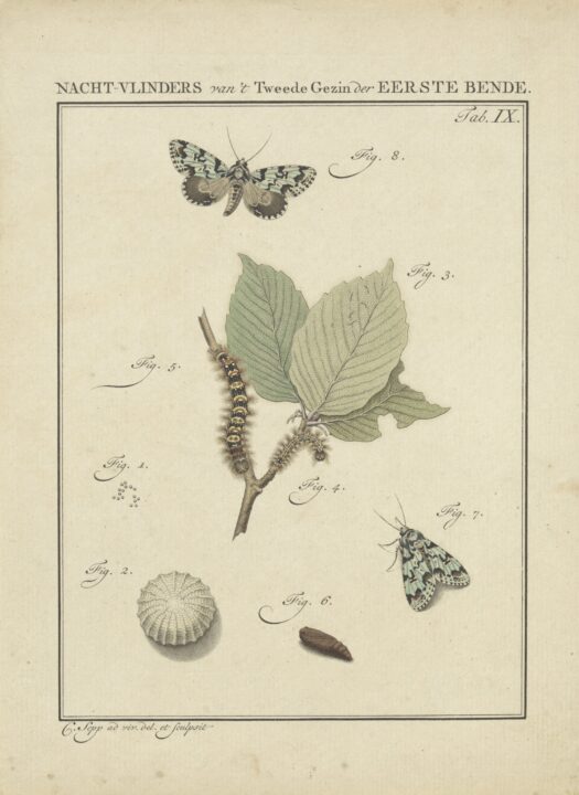 Beeld: prent uit: Beschouwing der wonderen Gods, in de minstge-achte schepzelen, of Nederlandsche insecten, naar hunne (…) byzonderheden(…) beschreeven. Amsterdam, Jan Christiaan Sepp, 1762 – Rijkscollectie. Beeld: prent uit: Beschouwing der wonderen Gods, in de minstge-achte schepzelen, of Nederlandsche insecten, naar hunne (…) byzonderheden(…) beschreeven. Amsterdam, Jan Christiaan Sepp, 1762 – Rijkscollectie.